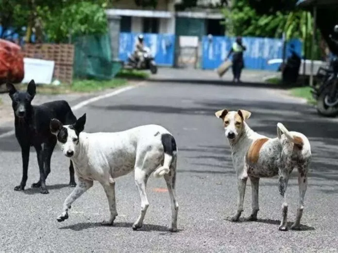 SupremeCourt_order_stray_dogs