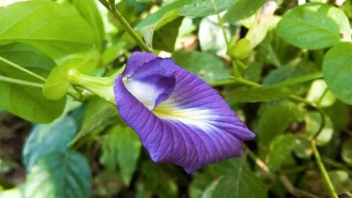 Butterfly Pea Plant